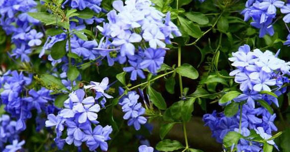 慎养|这种花天天猛晒,一盆开花千百朵,家里采光不好的“慎养”!