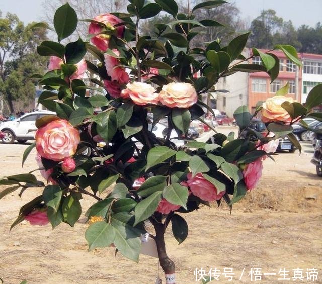  『开花』茶花掉叶怎么办3个“方法”，叶片浓绿，花蕾更多，开花满枝