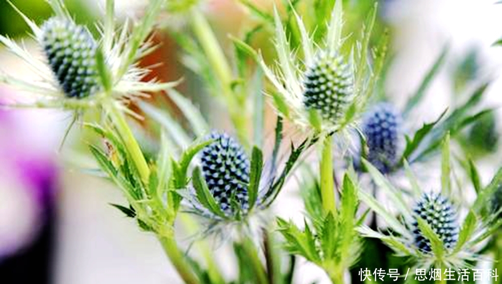  「香菜」农民以为是杂草，却是1种“香菜”，种植1斤卖20元，1亩