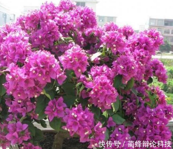  红掌：“3种花”人见人爱，漂亮又好养，一开就是大半年，阳台变花海！