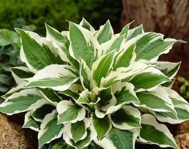  【阳光】这3种花不需要阳光照,叶子比花还好看,新手也能养活它