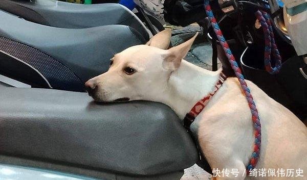 「狗狗」那只帮主人看车的狗,2年后因撩人姿势再次走红,唯一不变厌世脸