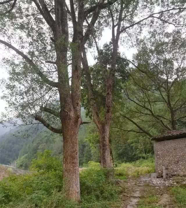 「大若岩镇」温州芙蓉岭古道，浙江省十大人文古道之一