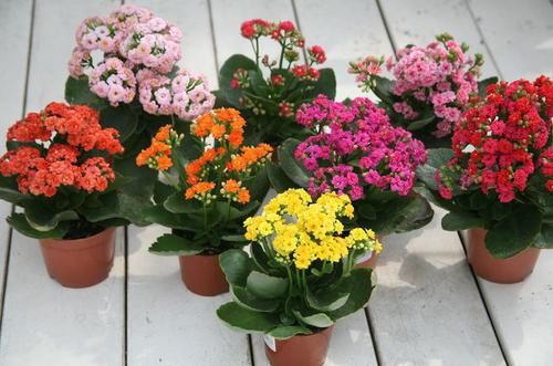  「植物」家中这“2个”地方，让“长寿花”生长非常快，1年花枝包满盆！