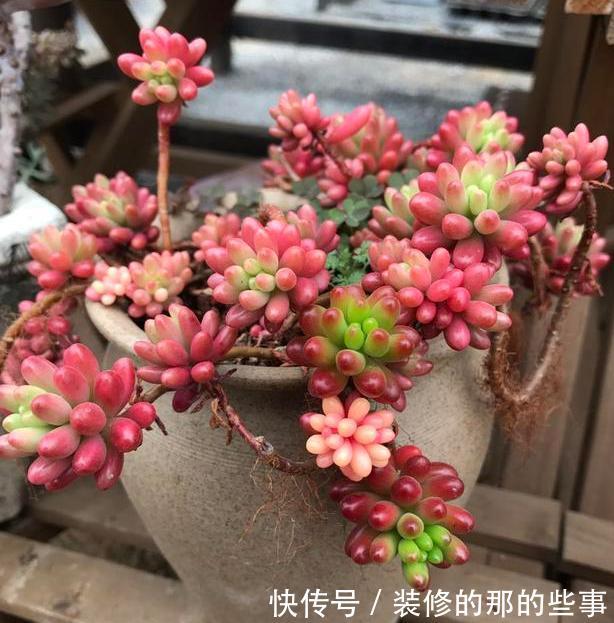 『谨记』养多肉虹之玉锦谨记''4方面'',叶片晶莹剔透,串串似葡萄