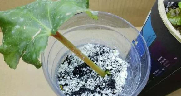  家里■这6种花,碰掉的叶片都能长出一盆,实在太好养,家里必须放一盆