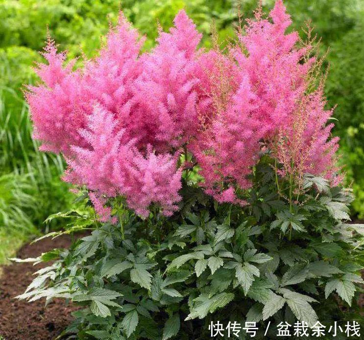 『漂亮』几种小众花,今年最流行,养1盆开花漂亮仙气足,娇美耐看很养眼