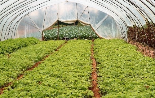农民种植一种蔬菜，一年种植三茬，3亩收入30000元，秘诀在哪里？