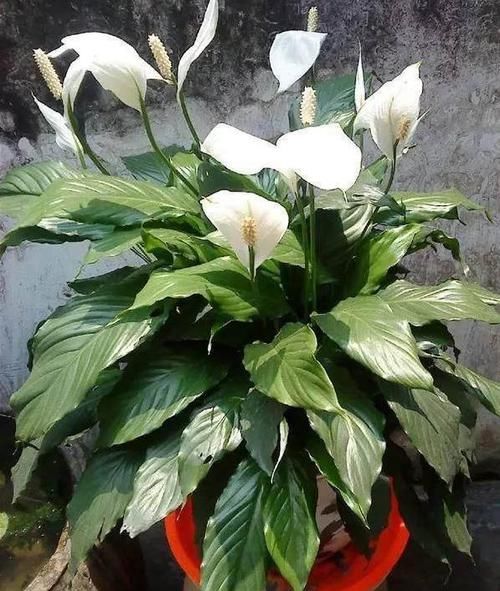  『居家』推荐居家办公9种耐阴植物，简单又好养，看看你喜欢的？