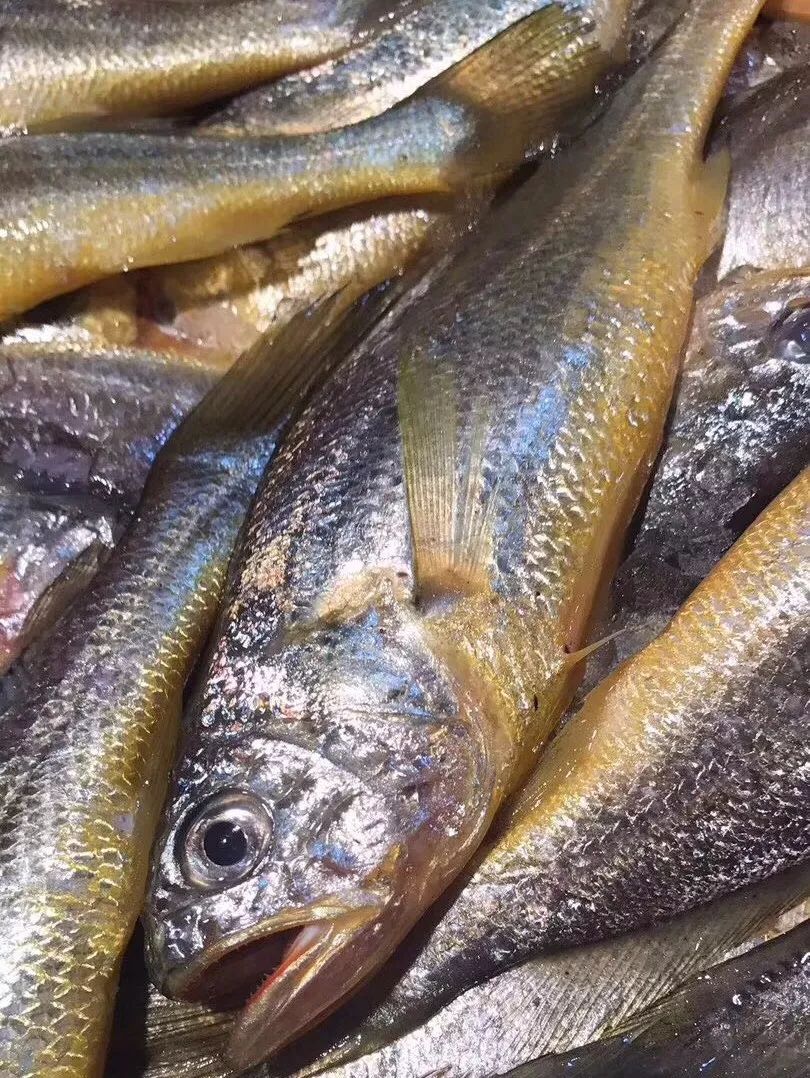 怎么挑选带鱼小黄鱼 t01527dd8d136f052b3.jpg