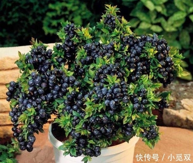『果实』公认“养不死”的7种水果盆栽,粘土就活,新鲜果实一年吃不停