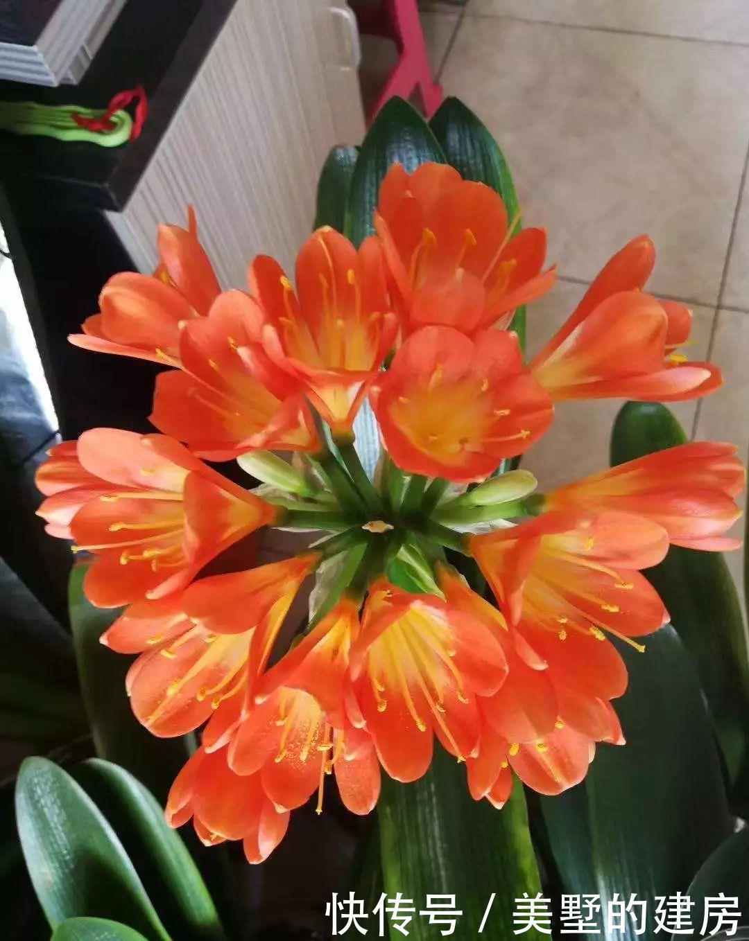  [抗旱能力]老花匠妙招，养绿萝文竹喂点阿司匹林，嗖嗖冒新芽，根儿挤破盆！