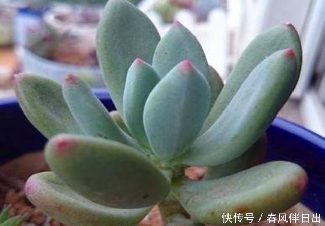  夏季■多肉里的这种“美人”，夏季也不休眠，充足光照晒出美人尖