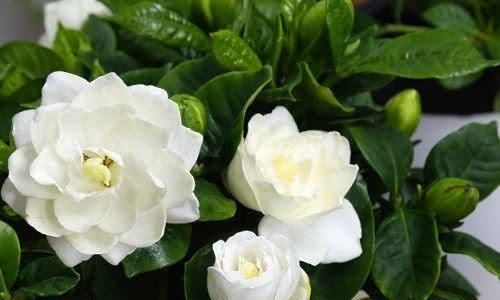  「花苞」3月养栀子花，2个动作不能少，花苞冒不停