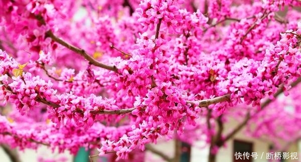 艳丽@紫荆花早春叶前开放,无论枝、干布满紫色花朵,艳丽可爱