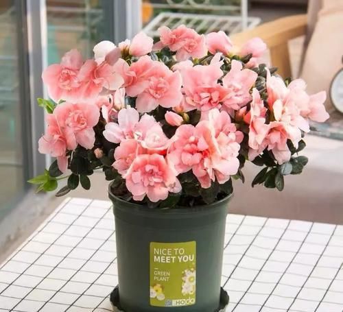  『药用价值』人养花，花养人，医生喜欢养的八种花，家里养一盆，清雅又健康！