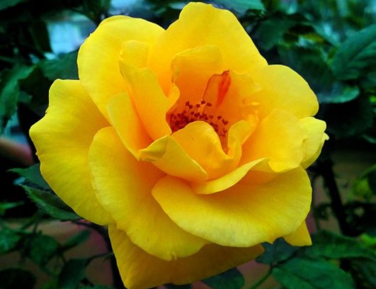  『寓意』这几款花卉花期长，寓意好花朵美，花开一簇一簇，花色美丽不费心