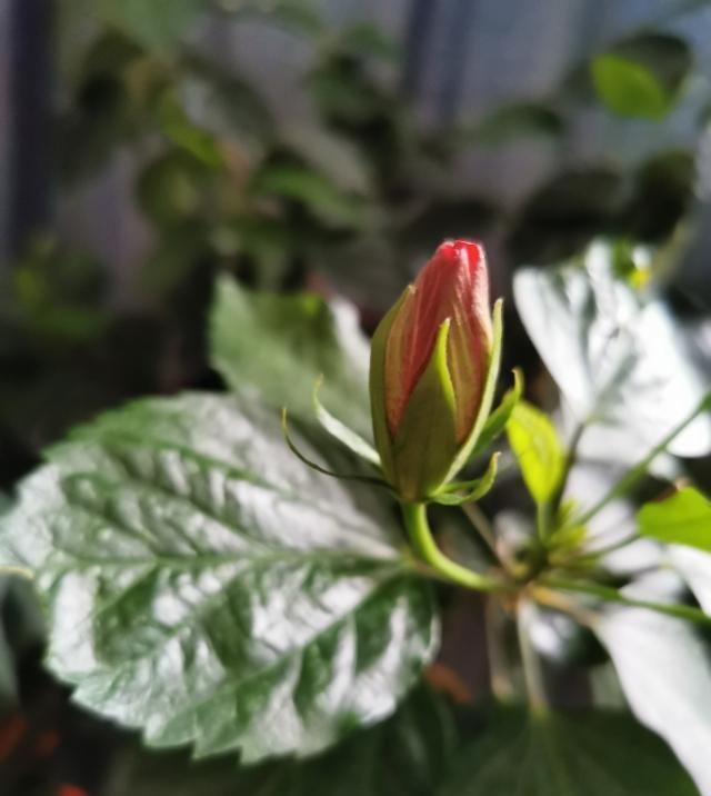  #增辉#与花为伴，岁月增辉