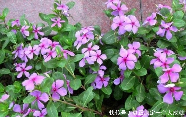 花长■这种花长得那么好看,为什么很少人敢种在家里?看完恍然大悟