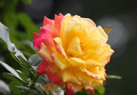  『季花』月季“难开花”？拎出来“砍一刀”，花苞一冒就上百，花开千日红
