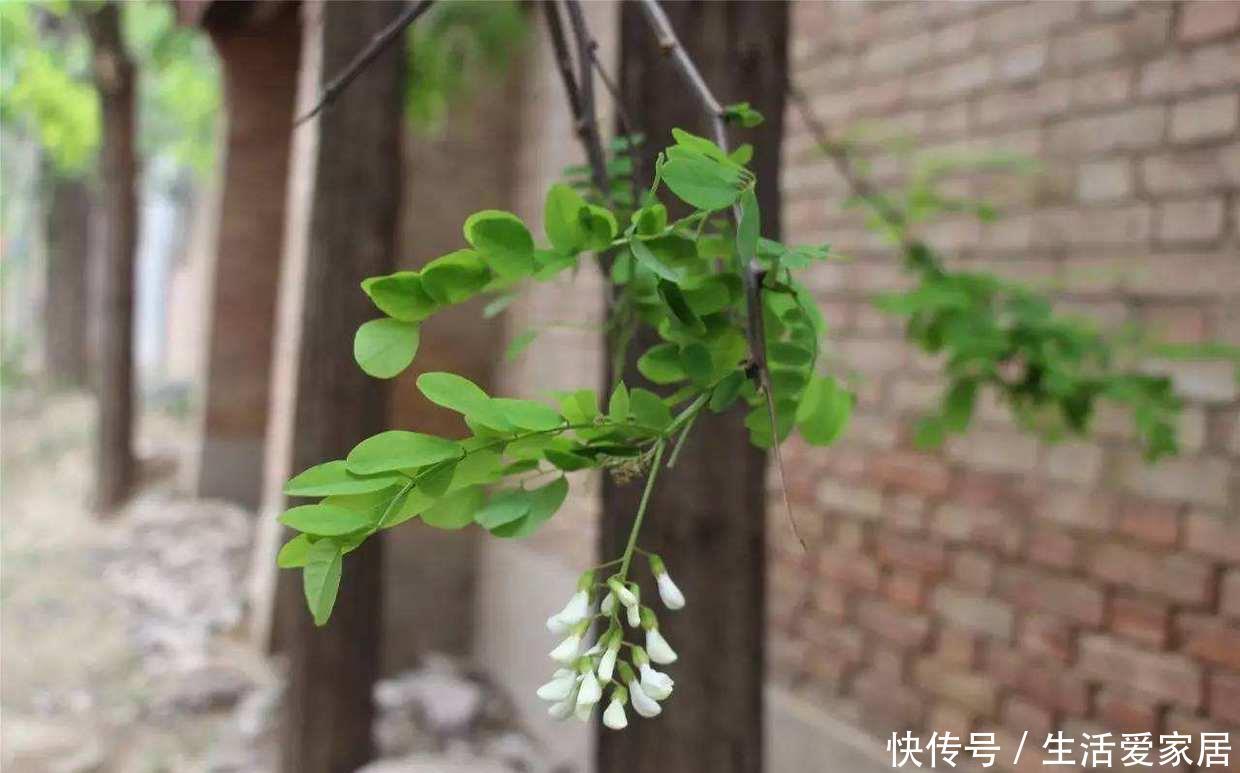 #摘点#摘点槐花吃算什么,真厉害的都开始扦插槐树了,超简单!