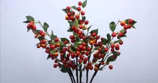  「新人」1种水果盆栽，特点是“易养活、好生长、果实甜美”，新人参考！