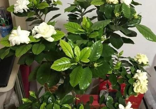  水里@5种花“趁着”春天快扦插，枝条丢水里，5天就生根，好活长得快