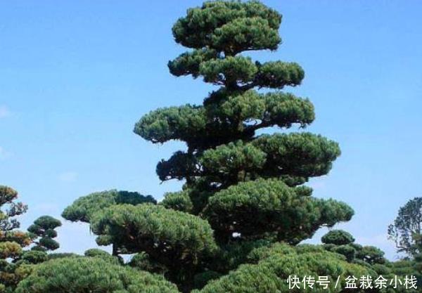  『种绿植』这3种绿植，懂花人家里都会养上几盆，越养越有“福气”！