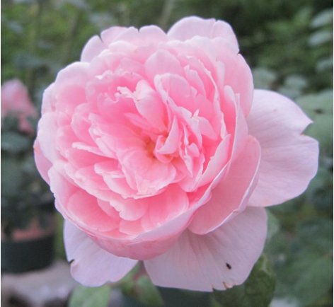  「女王」养花不如养盆瑞典女王，花大色艳，花姿妖娆，花期一到阳台变花园