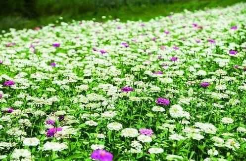 长春新晋网红打卡地！一大片免费的花海美到霸屏，错过又要等一年