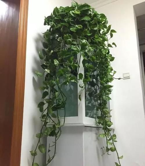 绿萝■黄叶快死的五种花卉,狠狠给它剪秃了,过几天呼呼长出一大堆