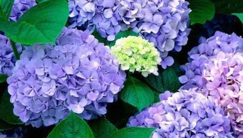 『长出』养绣球“修剪”要做对,花期必开花,花开几百朵,变成“大花球”