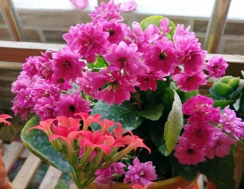  家里■此“天然”有机肥，能防土板结、促花全面生长，淘米水不如“它”