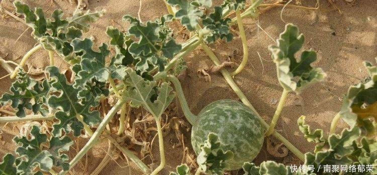 沙漠里长的这种植物, 当地人不敢靠近, 外来人却常把它当成水果!