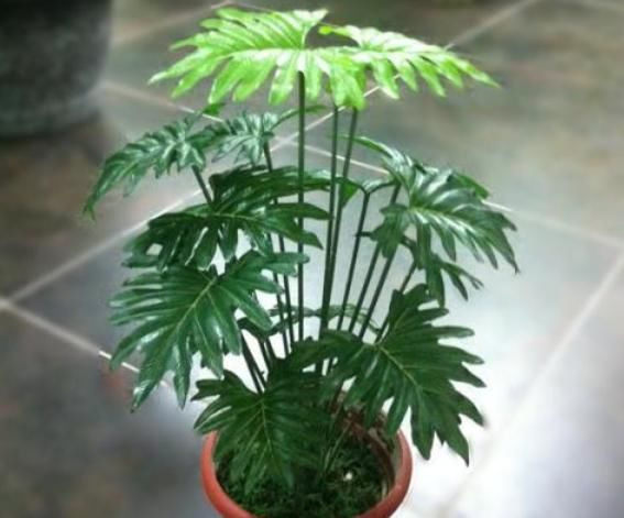  『琴叶榕』3种以“病菌为肥”的花，杀毒清细菌，室内养上两盆，家人健康