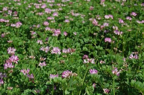 农村野草“劳资花”，全身是宝，你们那里叫什么？