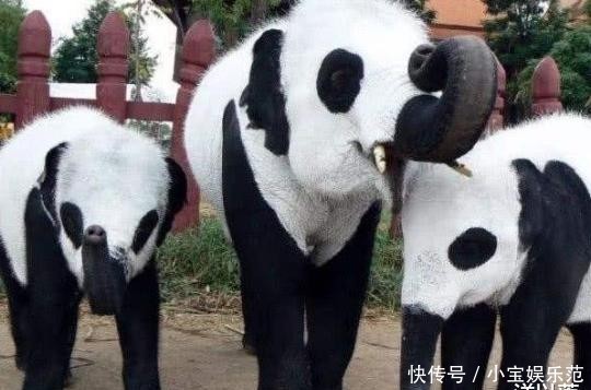 真是奇葩的民族,印度租借中国熊猫被拒绝,最后想出来这个办法