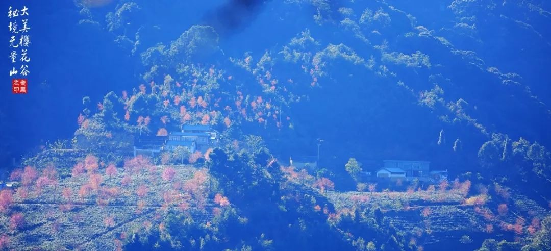 大美无量丨樱花谷的樱花又开了，未来20天，赏花正当时