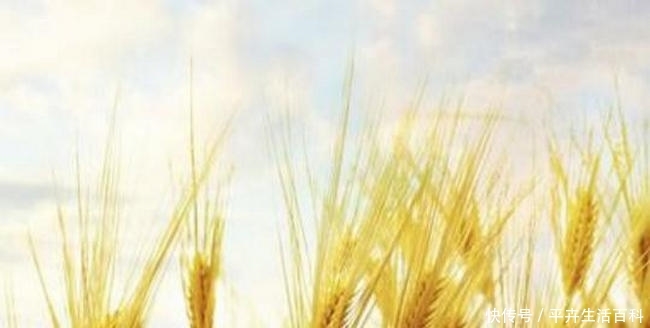  [中国]中国小麦产量最多的十个省，河南的小麦产量最高