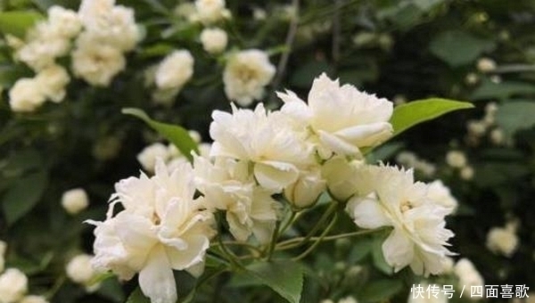  「叶子」这2种花春天容易爆盆，开花美是颜值担当，最后却是没想到