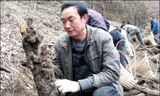 农村这两种超霸气的农作物，年收入三五十万，却没人敢种，为啥？