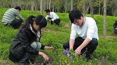  『种子』过去是麦田杂草，农民用来喂猪，却不知可当野菜，种子还能榨油