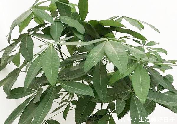  「发财树」花店揭秘花卉的“骗局”，十有八九都上过当
