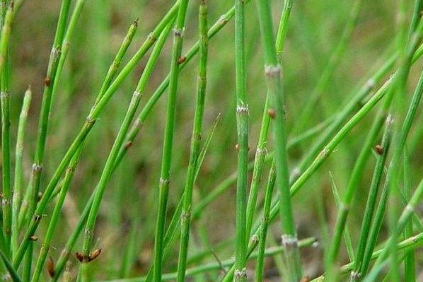  「着独到」野外的杂草原来是珍贵的药材，被称为‘救命草’，见到一定要珍惜