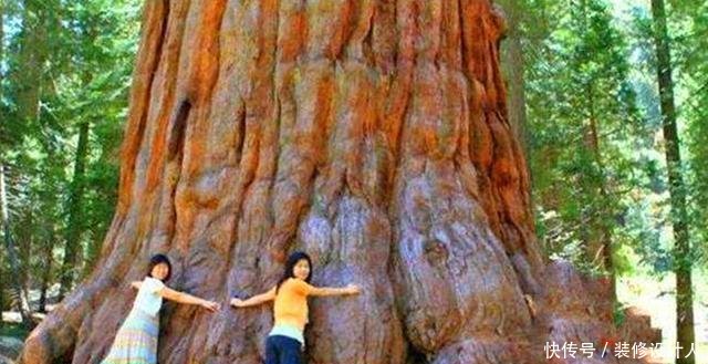 中国有棵树，全世界仅此一棵，外国人想看就只能来中国