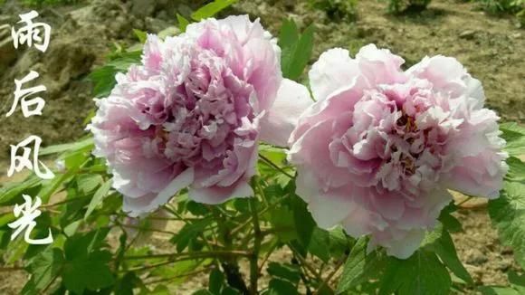  『牡丹』芍药和牡丹的区别图,看懂图就能轻松区分出来!