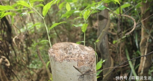 它被称为“一片万钱”，但数量稀少，农村若有遇见，请您保护