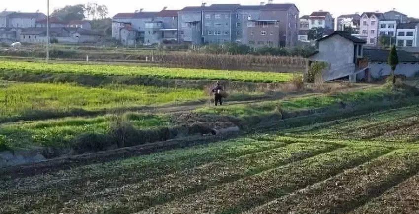 【奖励】解决土地抛荒措施来了！奖励严禁双管齐下，有地的农民