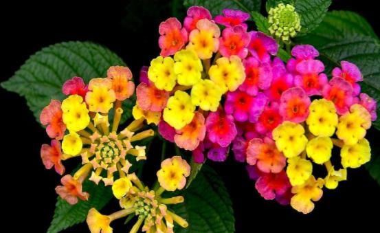  #适合#这5款花卉，一开会就停不下来，漂亮又喜庆，适合春夏阳台，美艳