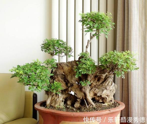  [做成]农村随处可见的“4种树”，做成老桩盆景，遒劲有力、古雅